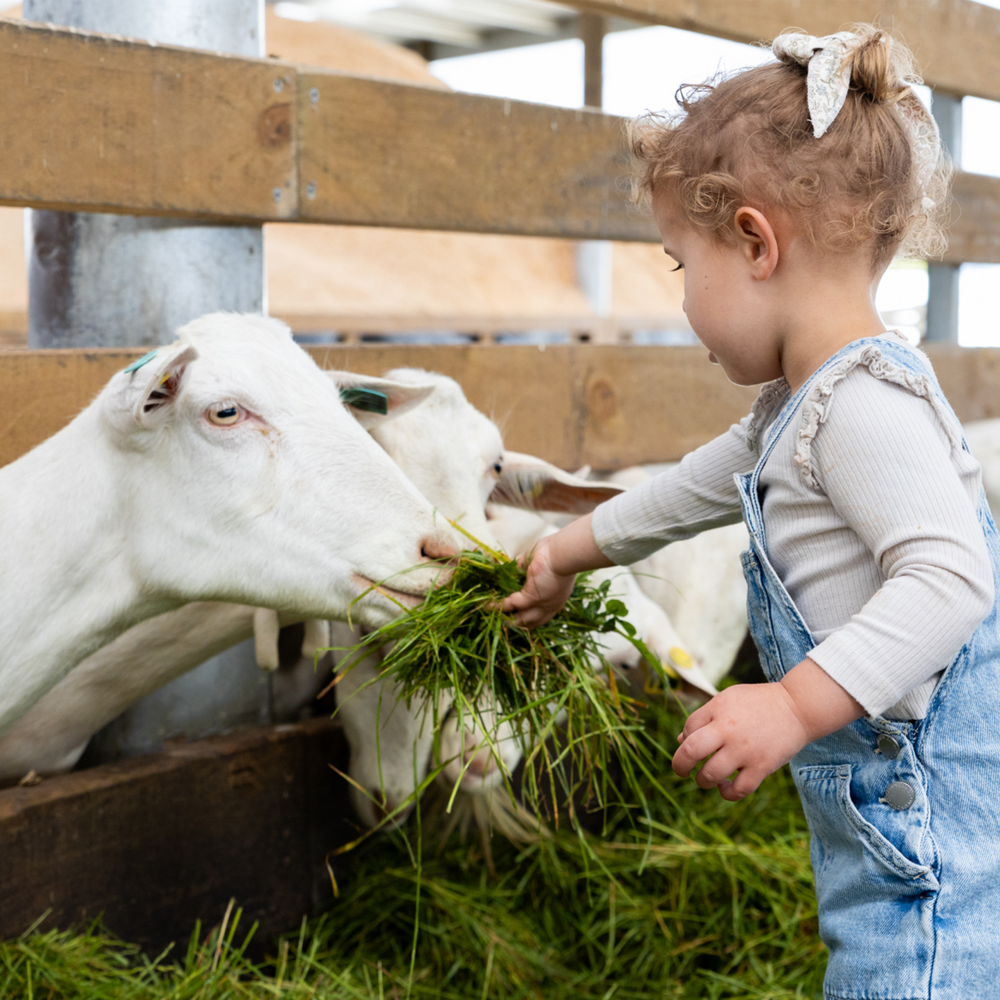 Capricare® 3ème âge - Lait infantile de chèvre