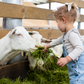 Capricare® 3ème âge - Lait infantile de chèvre
